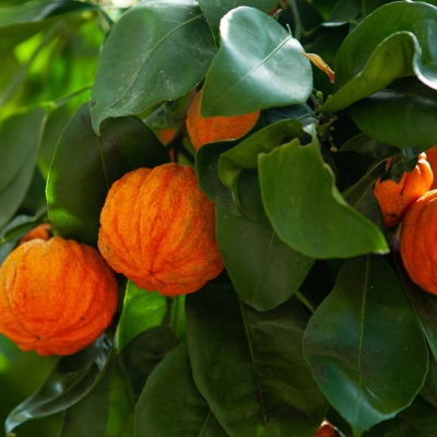Gorzka Pomarańcza